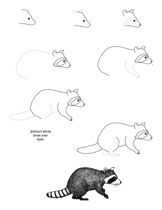how to draw animals easy pdf