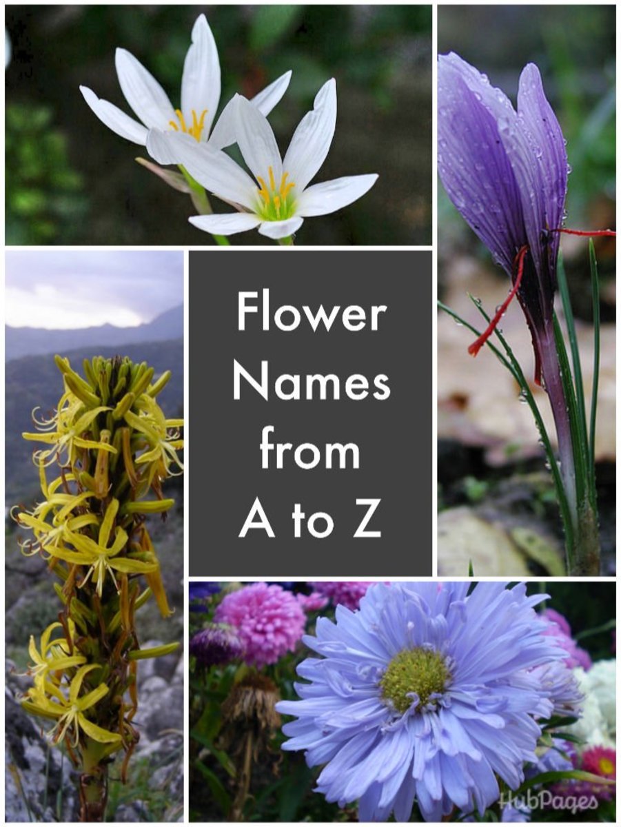 kinds of flowers with name and picture pdf