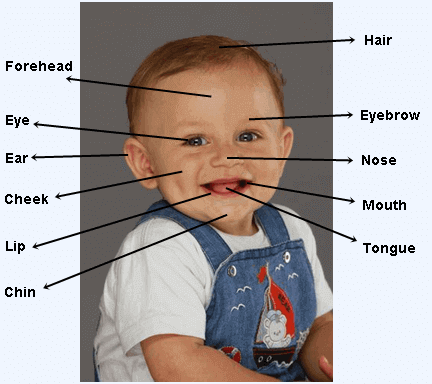 human body parts name with picture pdf