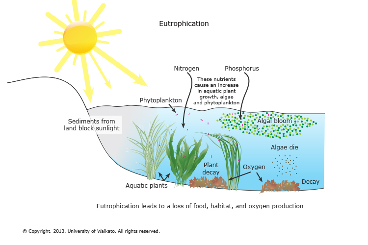 importance of freshwater ecosystem pdf